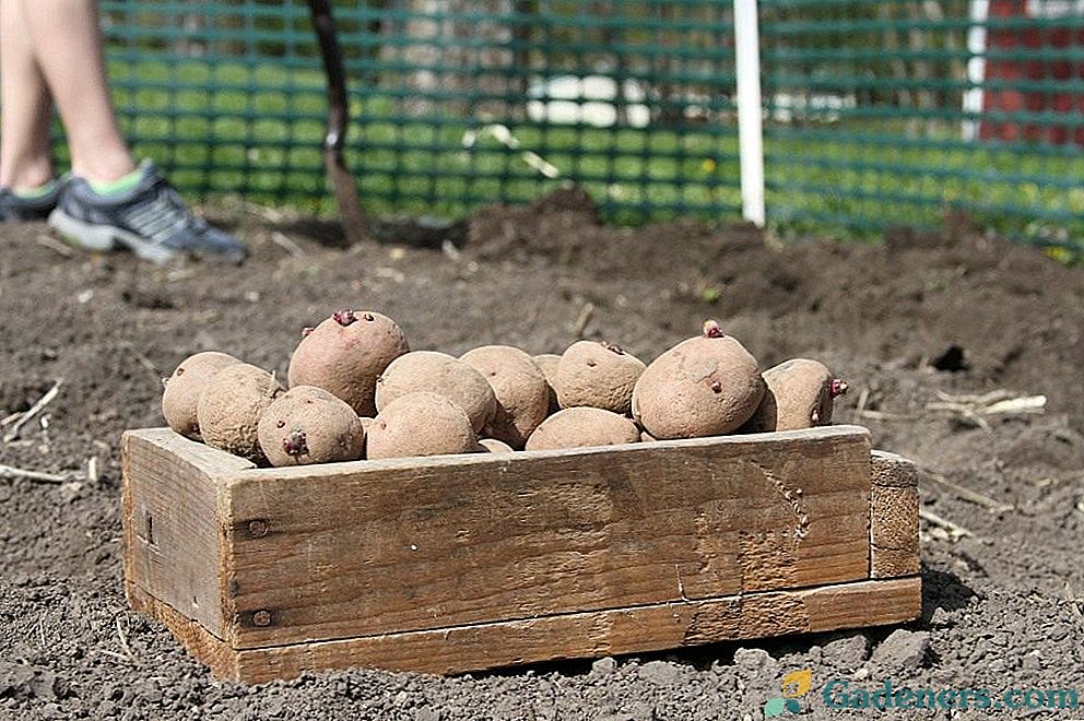 Značilnosti pridelovanja krompirja: priprava in sajenje