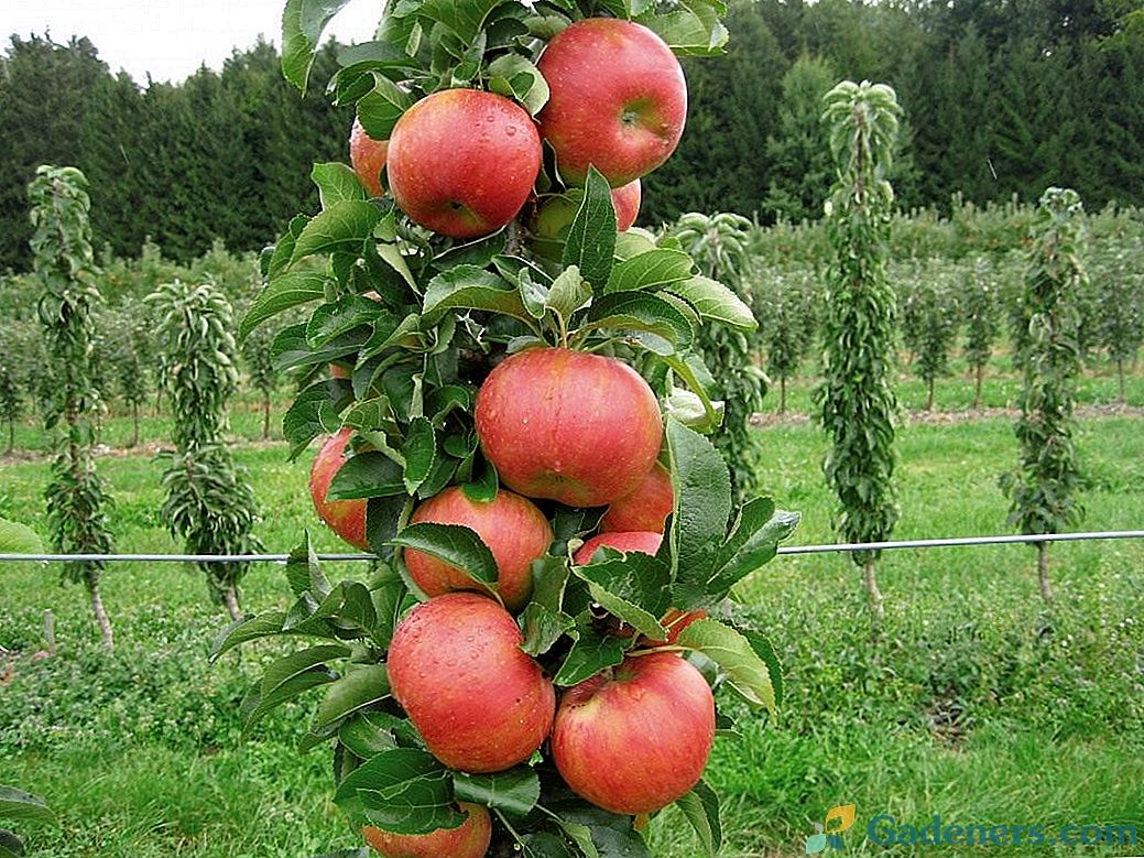 Cechy uprawy jabłoni okrężnicy