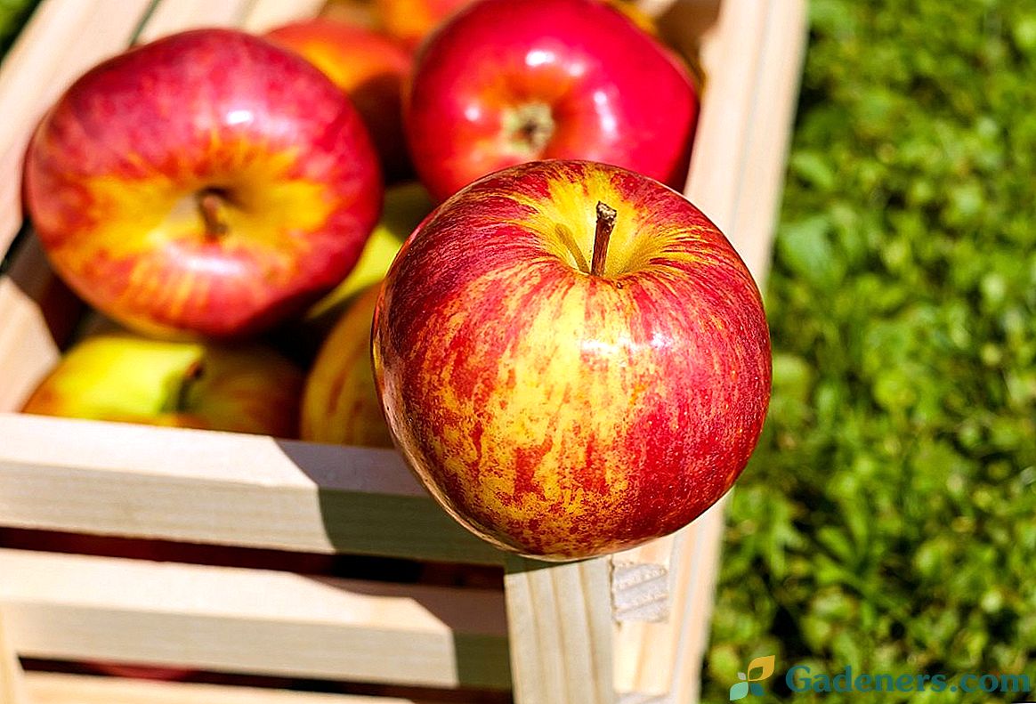Kaj je odvisno od okusa jabolk?
