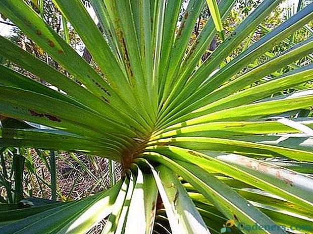 Панданус - гвинтова пальма
