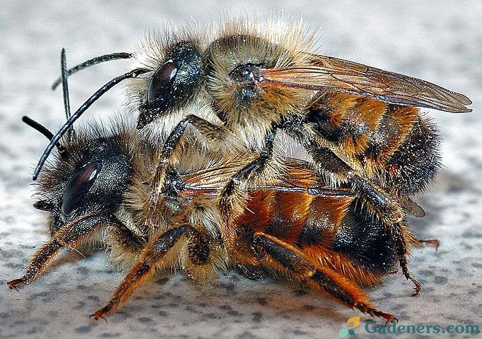 Bee - ally poletni prebivalec