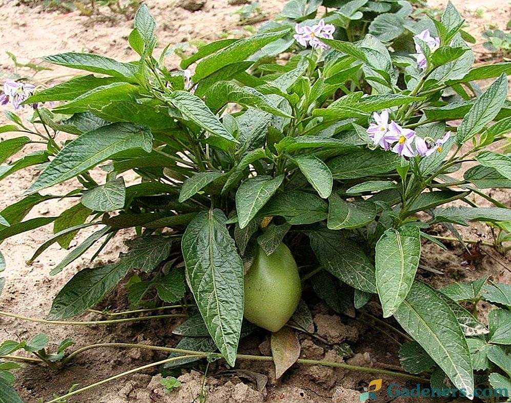 Pepino ali hruška Melon iz Južne Amerike