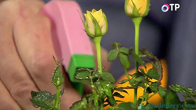 Пересадка і адаптація кімнатних троянд