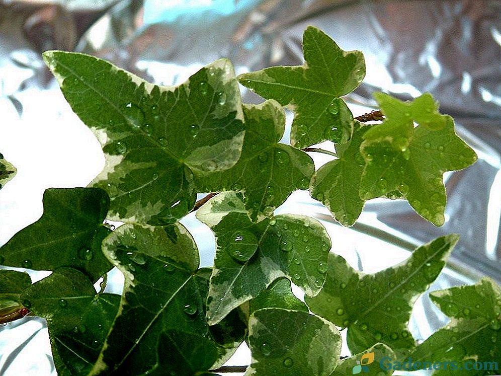 Ivy alebo heder