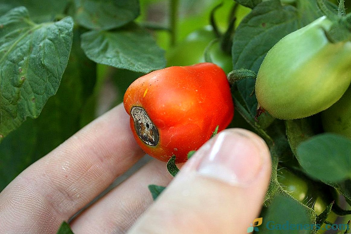Чому гниють томати на гілці?