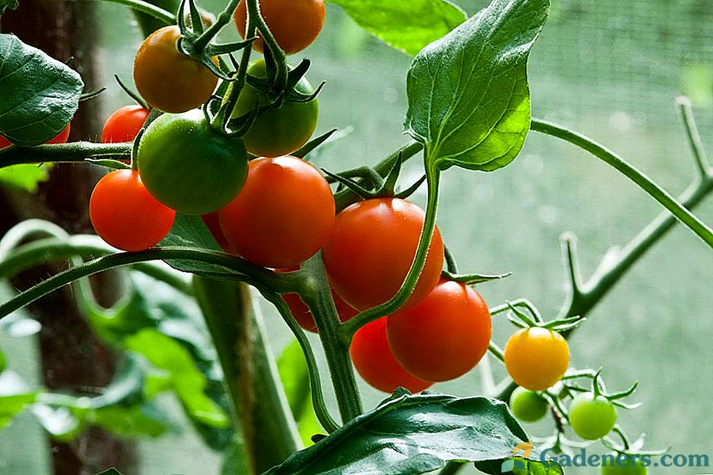 Dlaczego obsypany jajnikiem pomidory?