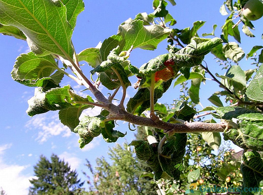 Zakaj so listi jablane zrezani?