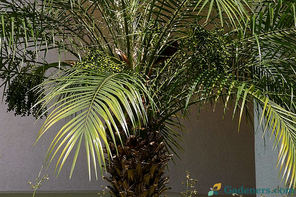 Kāpēc palmu lapām ir sausa?