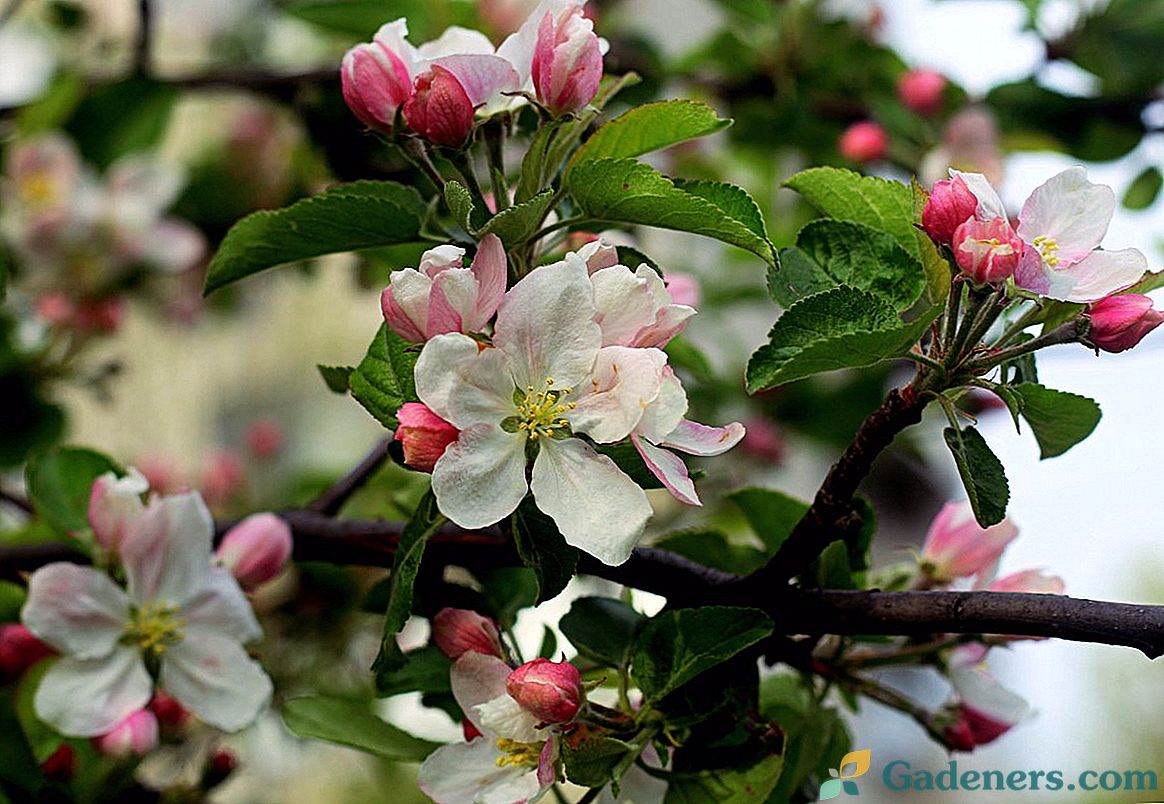 Zakaj jablane cvetijo, a ne sadijo?