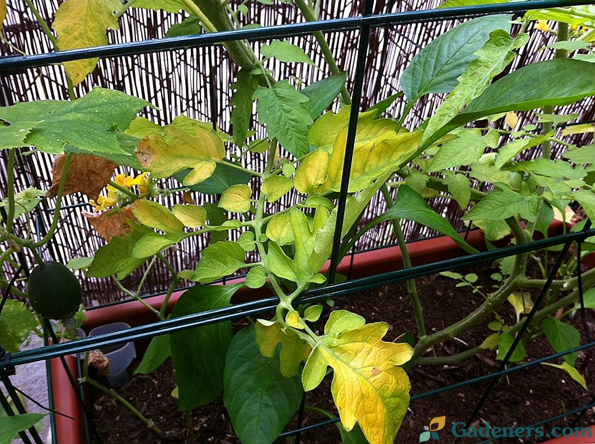 Zakaj listi paradižnika postanejo rumeni?