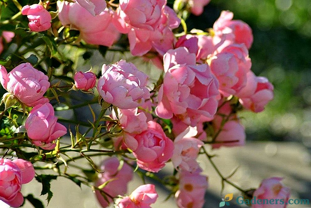 Ziedoša ziedoša roze 