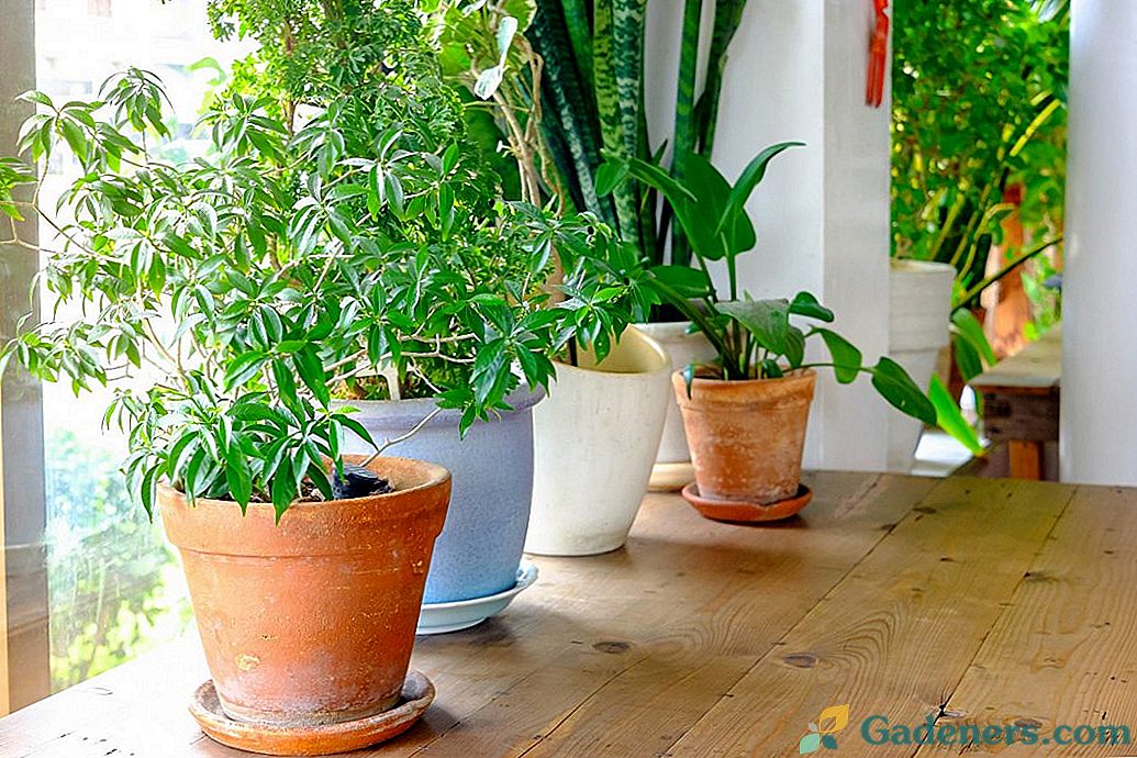 Izbira notranjih rastlin, primernih za pogoje v vašem domu