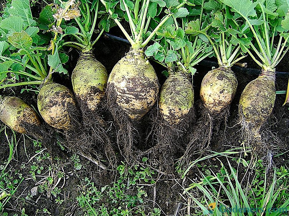 Hnojenie zeleniny s organickými hnojivami