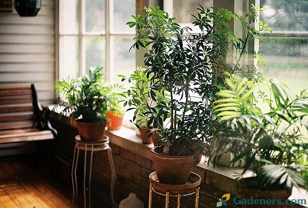 Pomôžte izbové rastliny po dovolenke