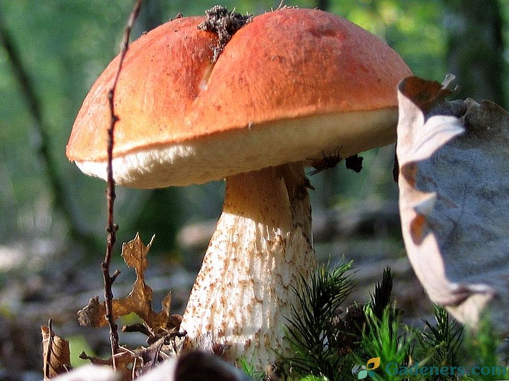 Popularne jestive gljive