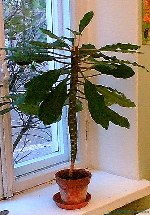 Priljubljena Euphorbia