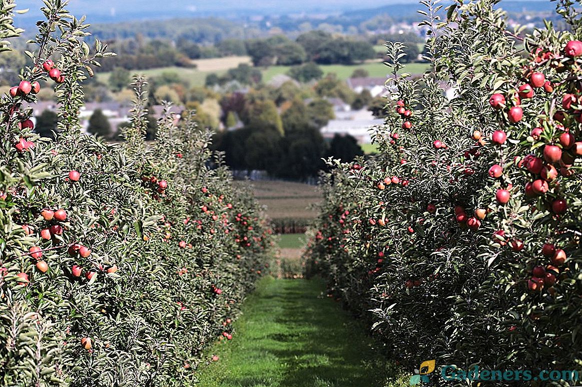 Výsadba jabloní na jaře - tajemství bohaté sklizně