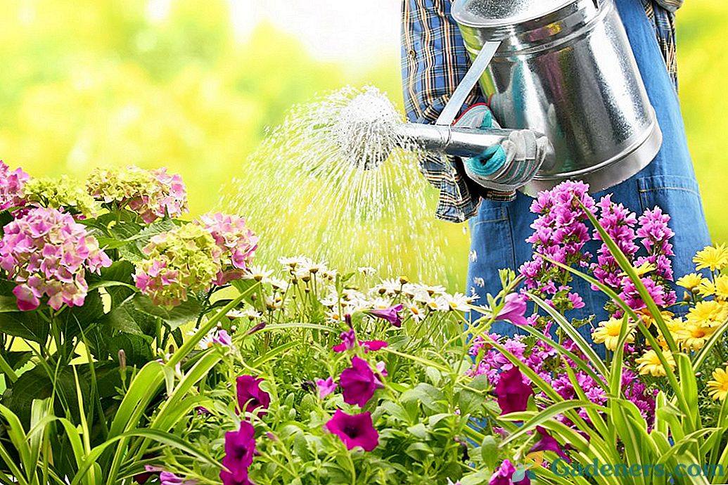 Правила за поливане в цветната градина