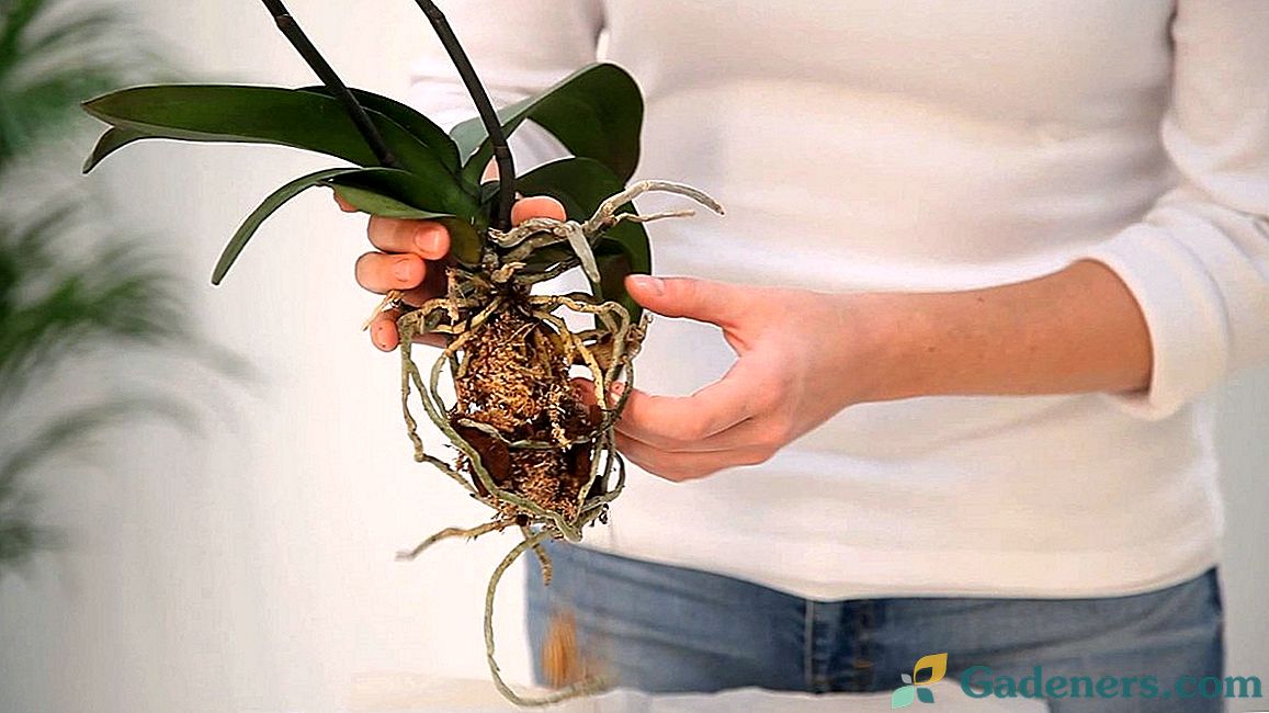 Pravila za sajenje orhideje na bloku in v substratu