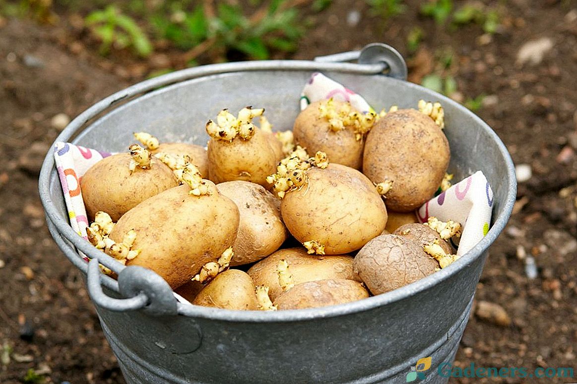 Tinkamas bulvių apdorojimas prieš sodinimą