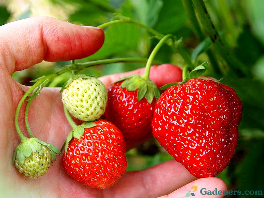 Правилната грижа за ягоди за голяма реколта