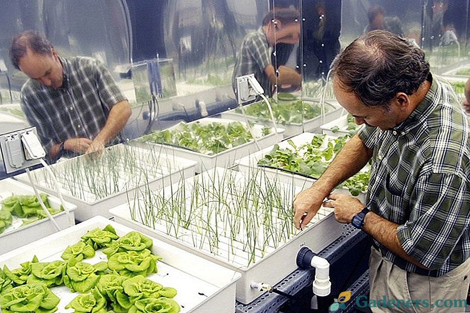 Zalety i metody uprawy roślin w hydroponice