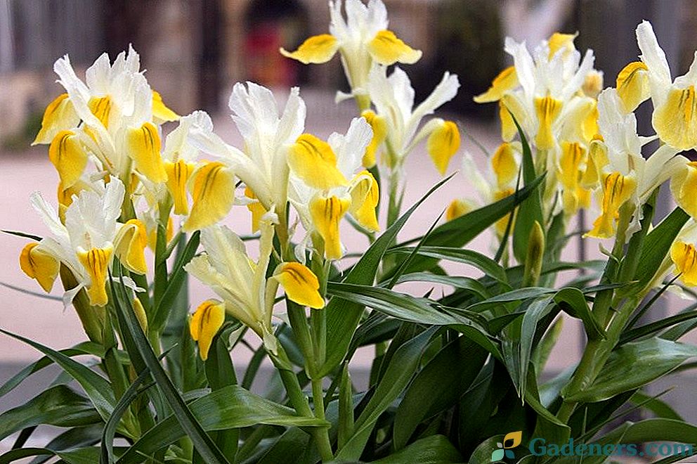 Uporaba irisov v okrasnem vrtnarstvu