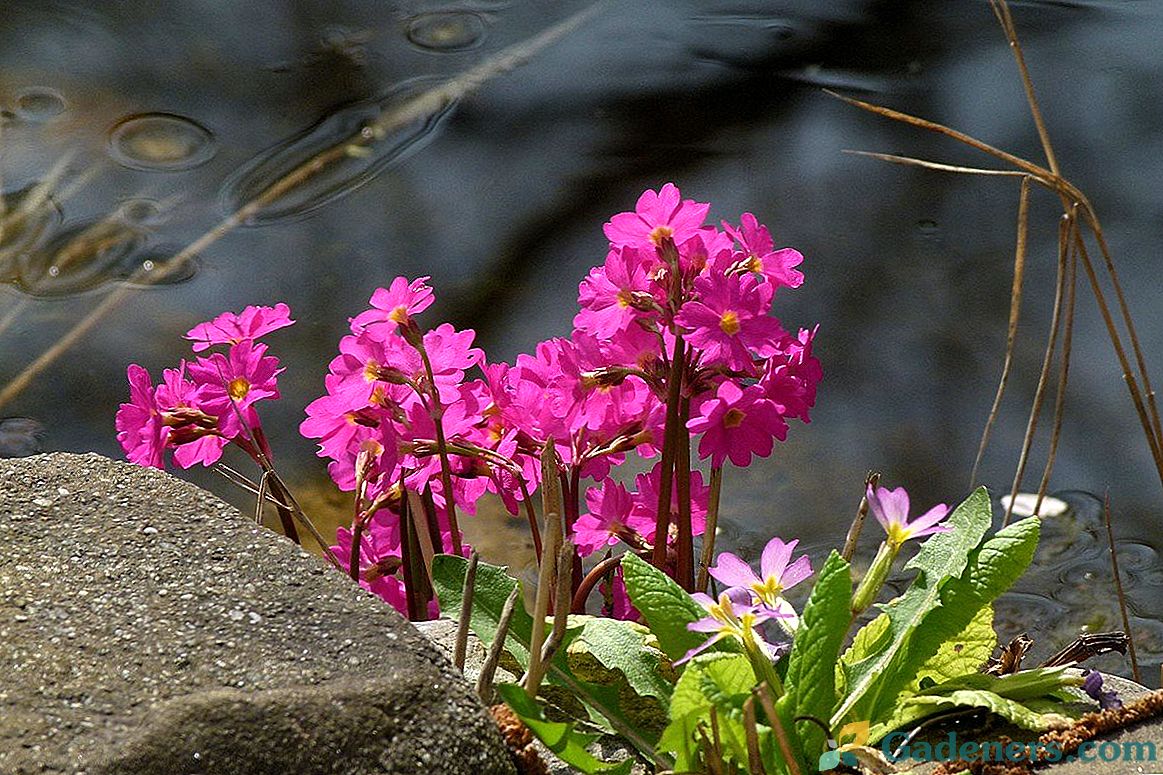 Primula ružičasta - kraljica klica