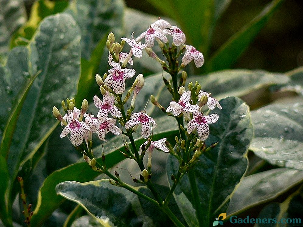 Psevdoerantemum - z rodiny strelných rastlín