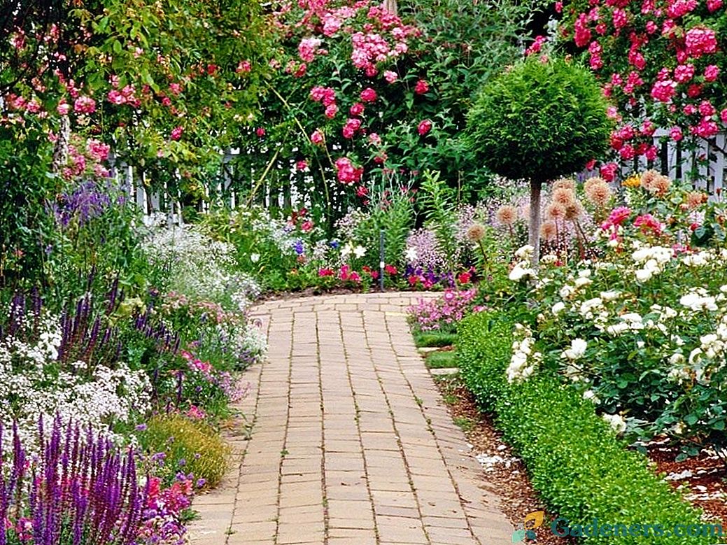 Farebné terapeutky pre špeciálne kútiky záhrady