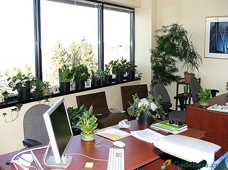 Биљке за вашу радну површину у канцеларији. Какву врсту? Шта ће они уштедјети? Шта ће они дати?