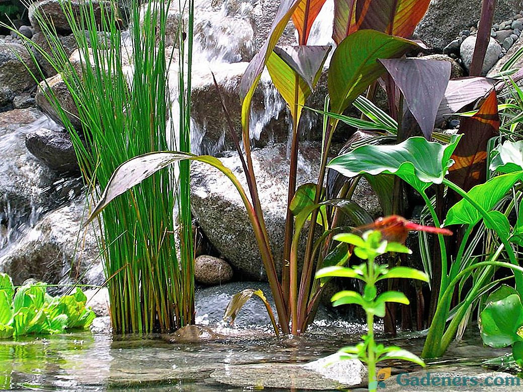 Rastline za ribnike