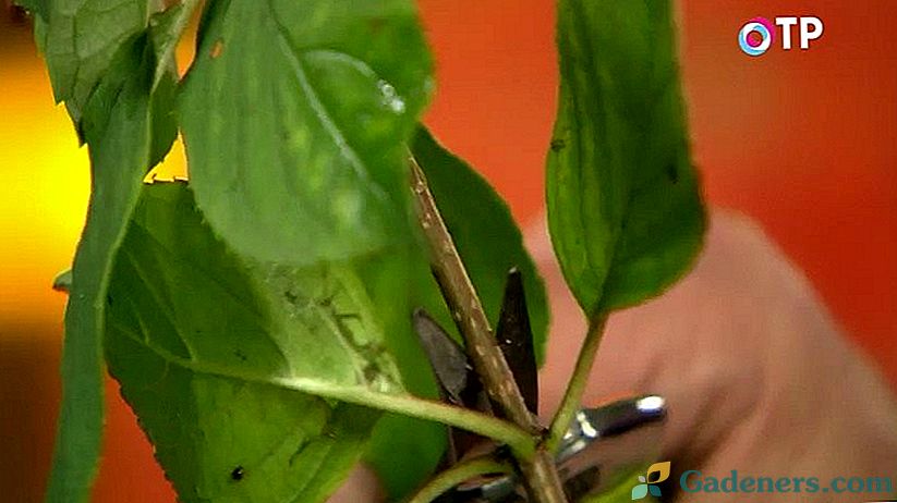 Reprodukcia hortenzie paniculata s lignifikovanými odrezkami na jeseň