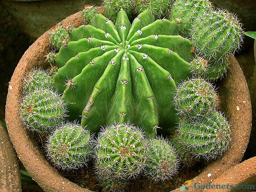 Chov kaktusov