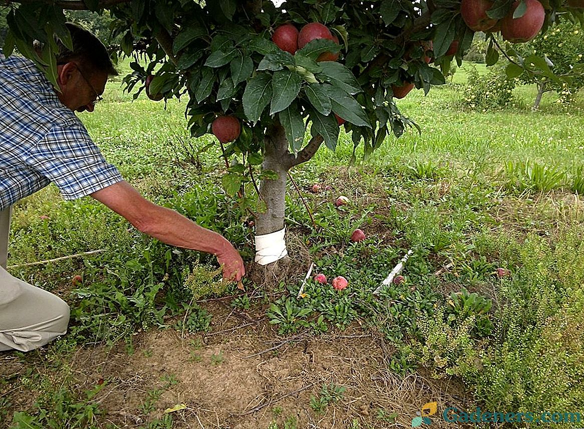 Reprodukcja sadzonek jabłoni i nawarstwianie