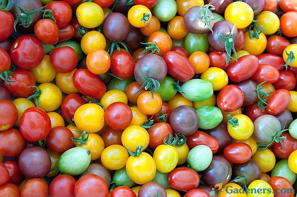 Farebné paradajky