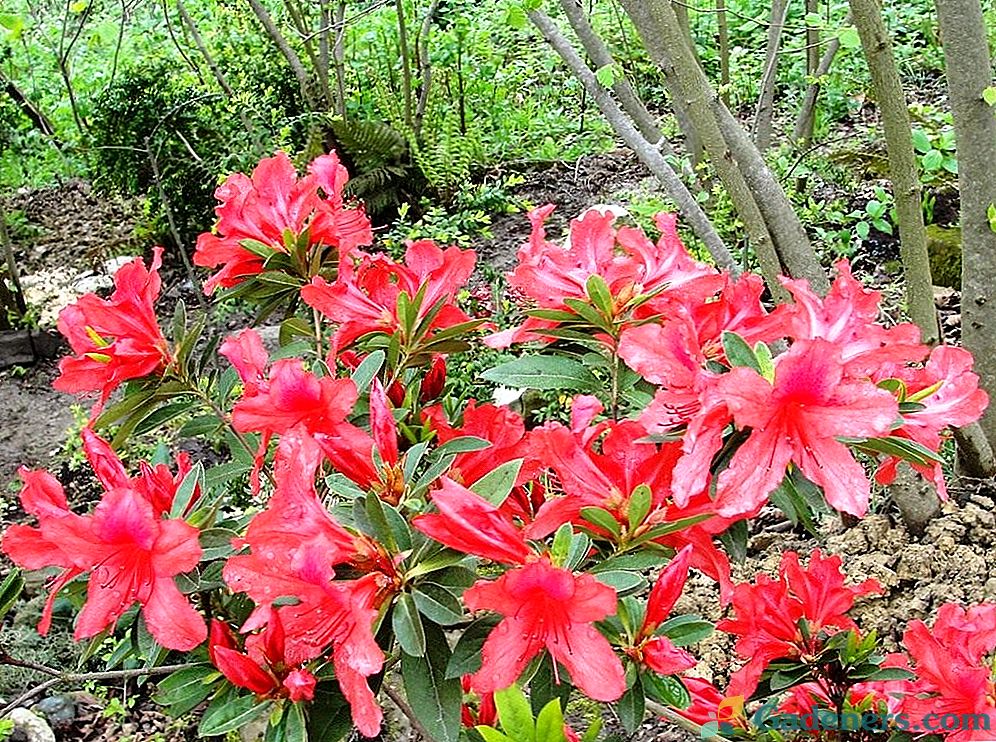 Rhododendroni - slavni domoroci Tibeta
