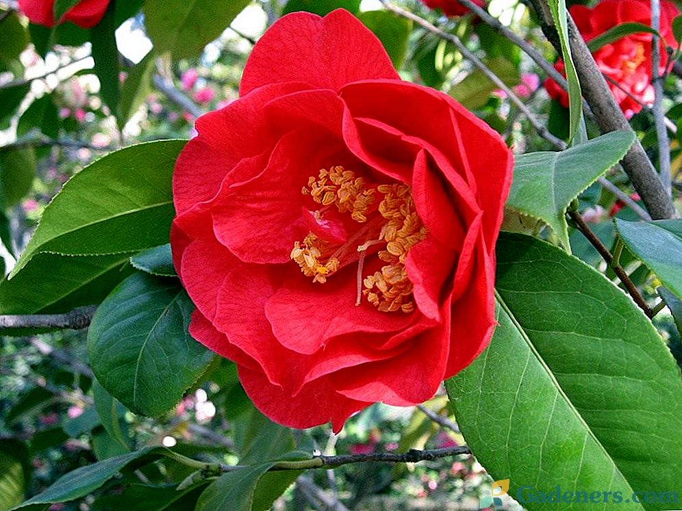 Romāns ar camellias