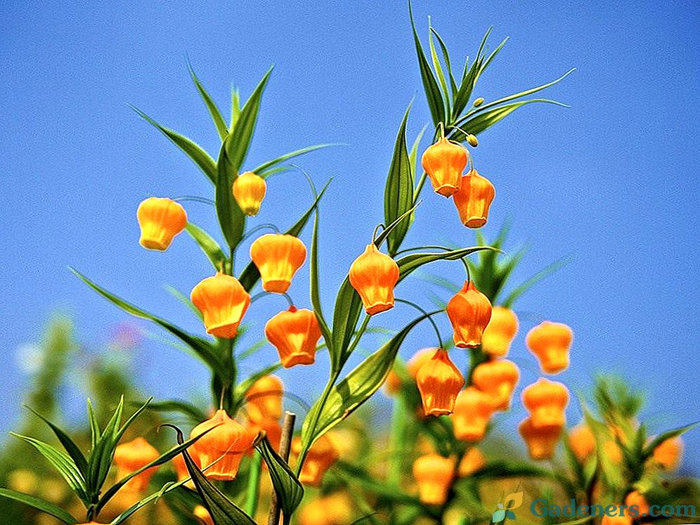 Luxusní Sanderson nebo Golden Lily of the Valley