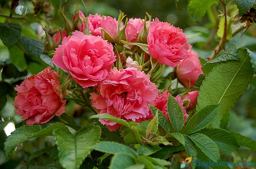 Rose vrásčitá - mimořádná krása