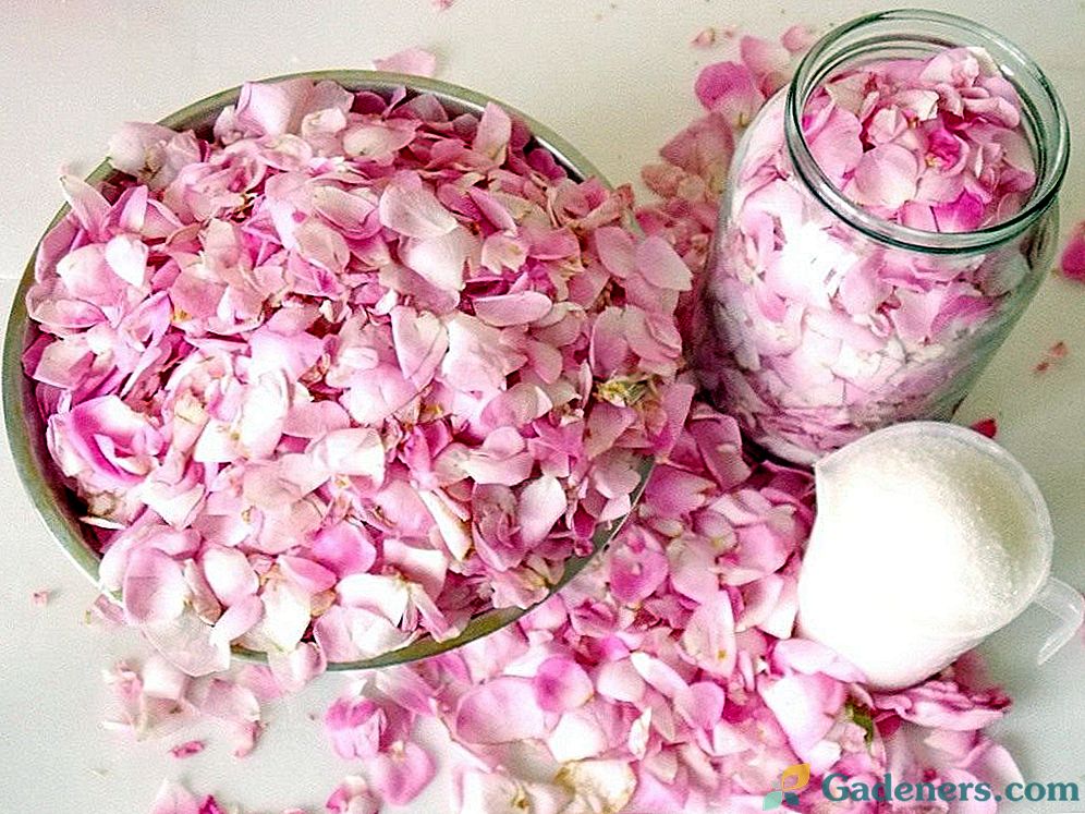Розови венчелистчета в захарта