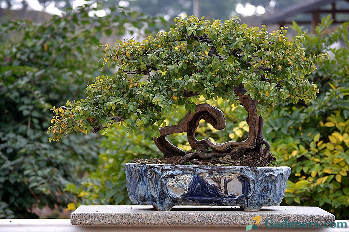 Sageration čaj - čaj bonsai