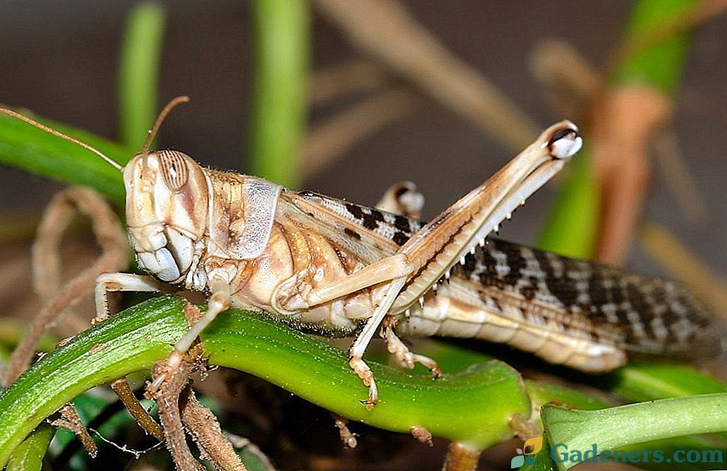 Locust - najnebezpečnejší škodca rastlinného sveta