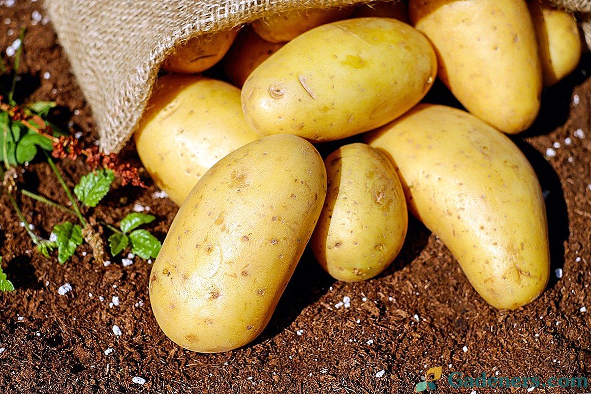 Skrivnosti zgodnje pridelave krompirja