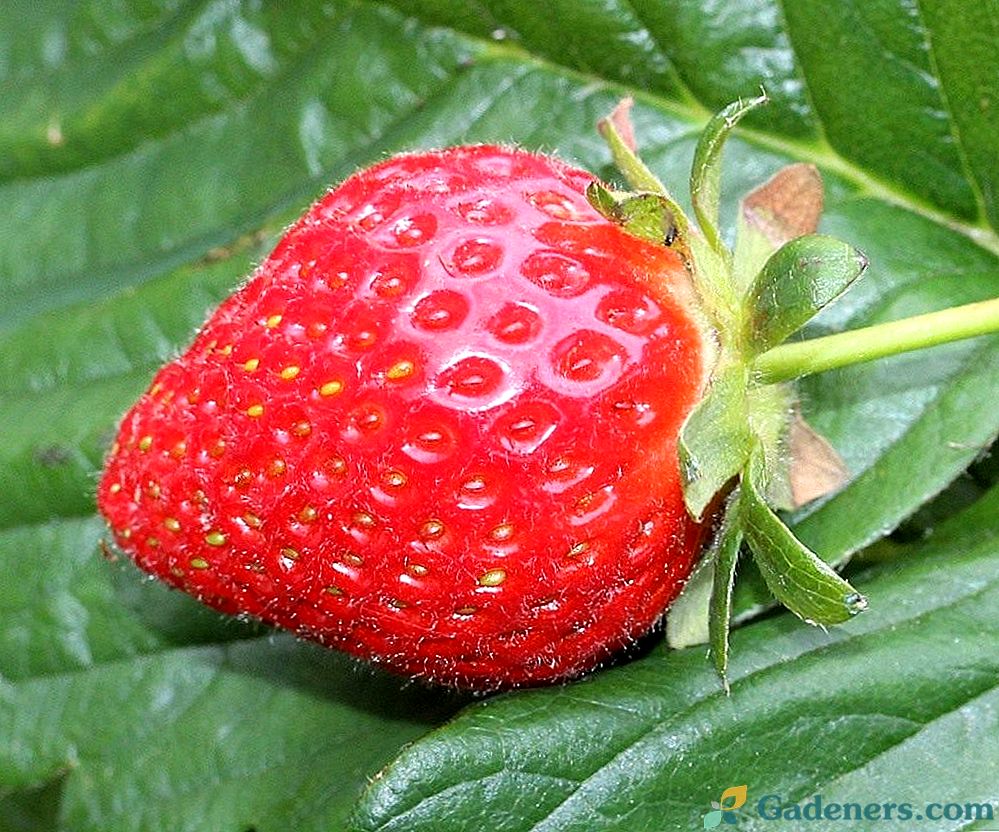 Тайните на грижи за градински ягоди (ягоди)