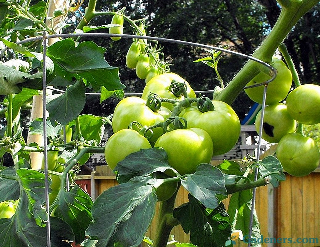 Augalų pomidorų paslaptys