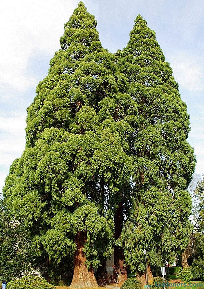 Sequoia - v spomin na vodjo