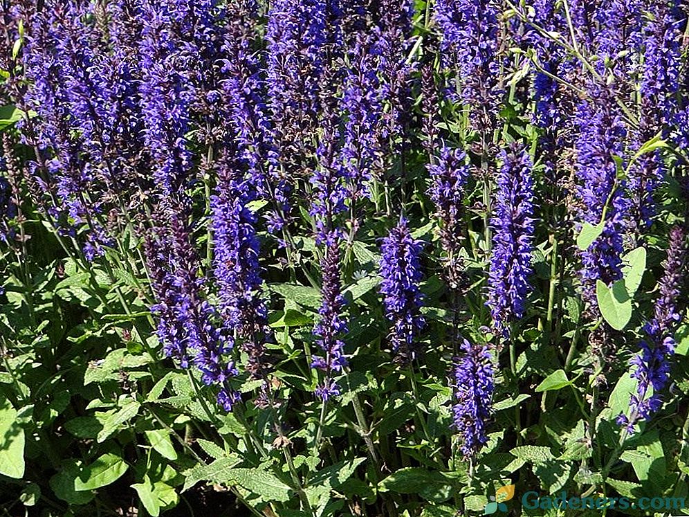 Sage, vai Salvia - ārsts un vietas dekorēšana