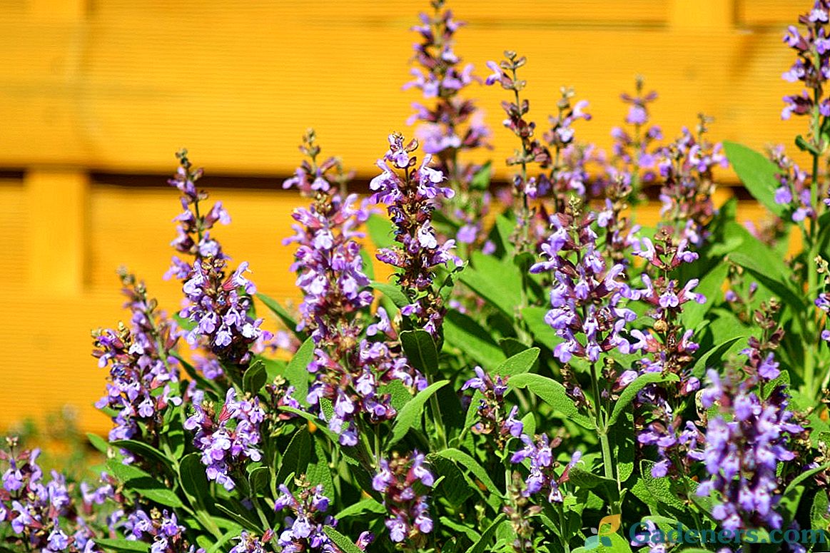 Salvia officinalis - zioło dobrego samopoczucia i zdrowia