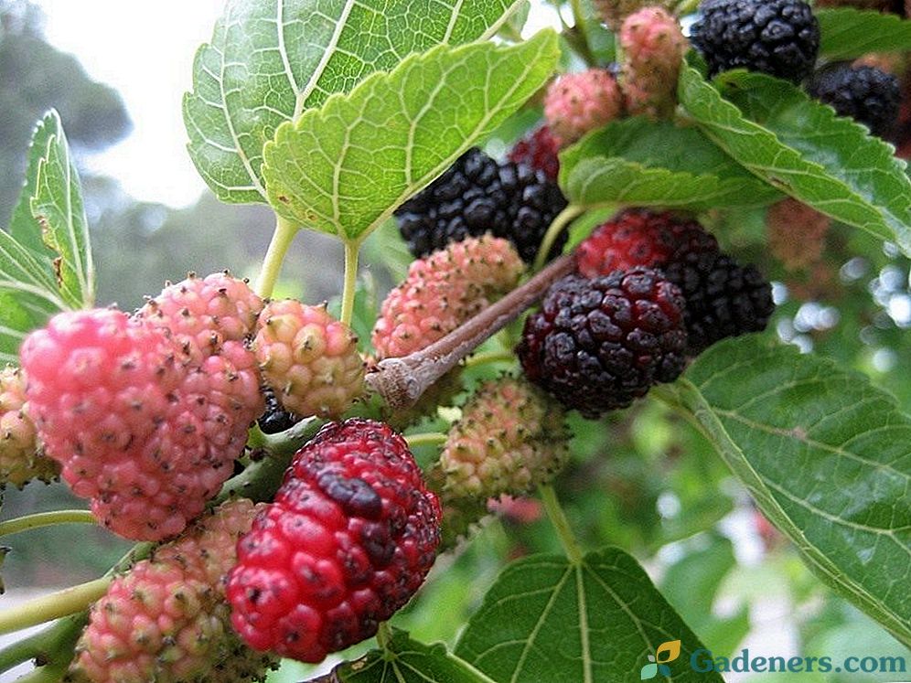 Mulberry yra medis, kuris grąžina jaunimą